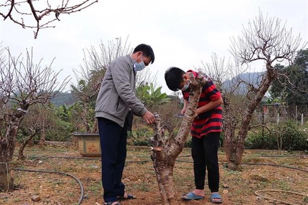 Giu gin giong dao ban dia noi vung cao Hoa Binh hinh anh 1