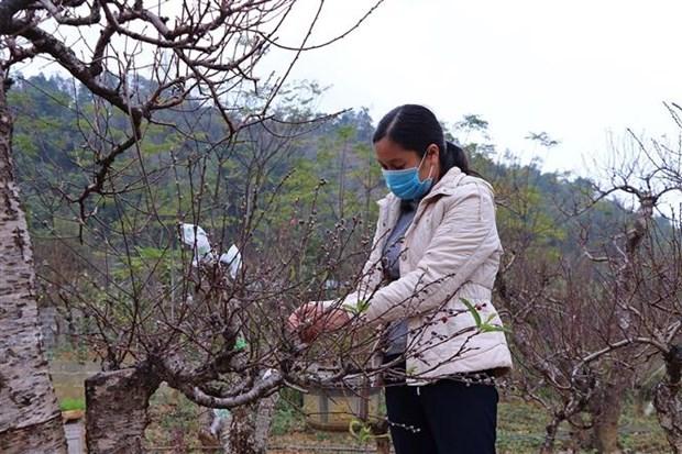 Giu gin giong dao ban dia noi vung cao Hoa Binh hinh anh 3