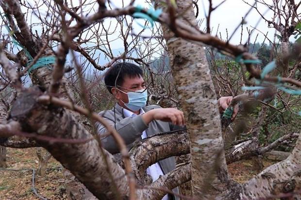 Giu gin giong dao ban dia noi vung cao Hoa Binh hinh anh 5