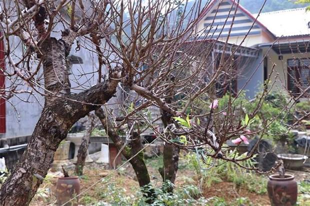 Giu gin giong dao ban dia noi vung cao Hoa Binh hinh anh 4