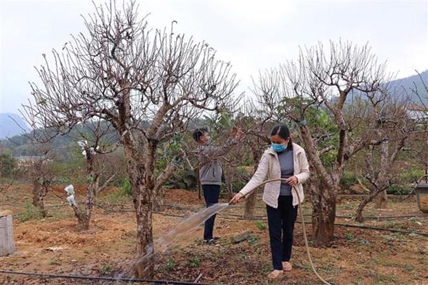 Giu gin giong dao ban dia noi vung cao Hoa Binh hinh anh 2