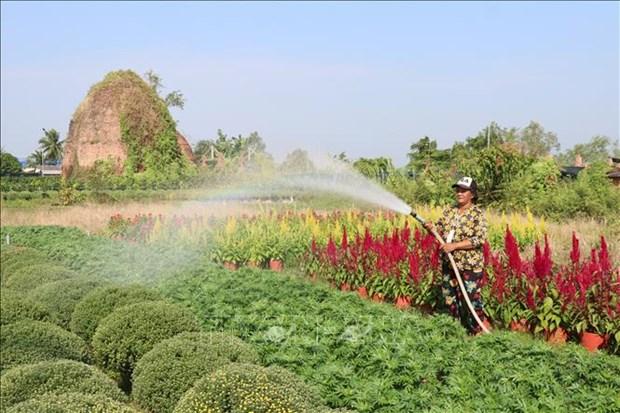 Hoa, cay canh phuc vu Tet o Ben Tre hut hang hinh anh 3