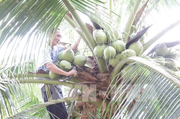 Phat trien vung nguyen lieu dua huu co hon 13.000 ha hinh anh 1