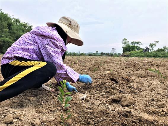 Sống khỏe nhờ cây tràm - Ảnh 4.