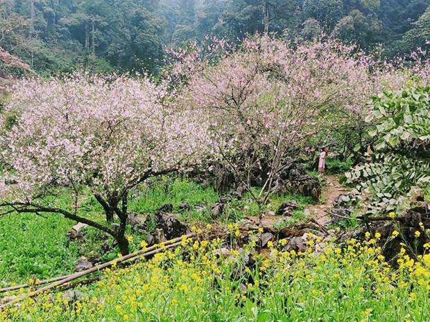 Thi truong am dam, nguoi trong dao Son La lo lang hinh anh 1