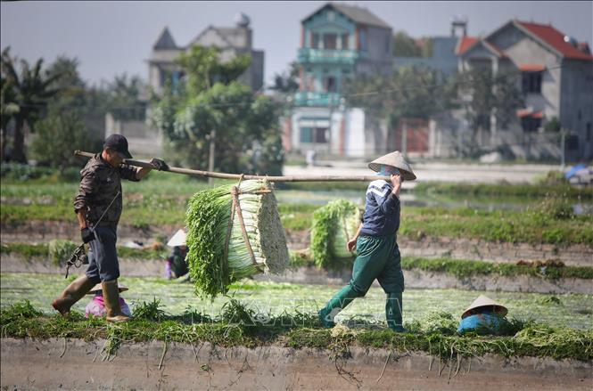 Loại rau giòn, ngọt trồng theo tiêu chuẩn VietGAP xuất khẩu khắp thế giới - Ảnh 5.