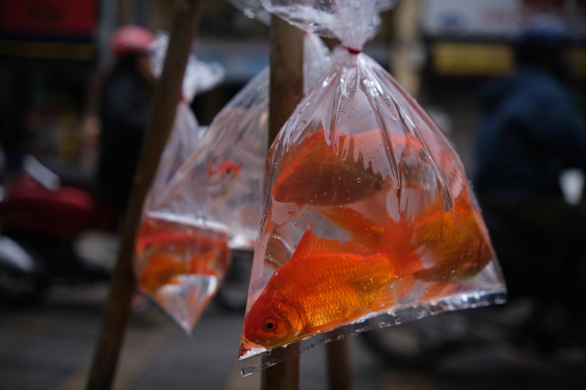 tha ca tien ong Tao truoc gio di lam anh 3