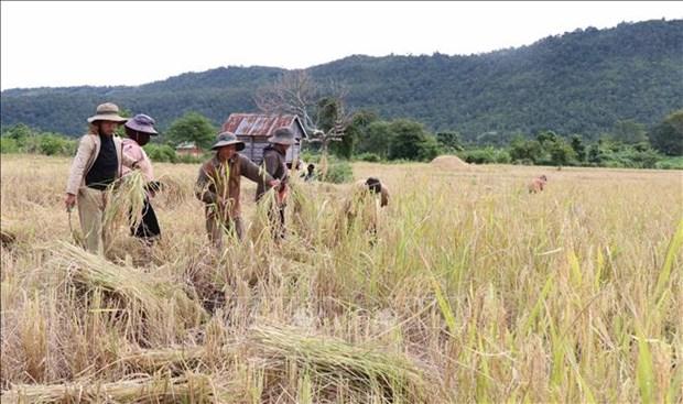 Gia Lai: Khang dinh thuong hieu gao Ba Cham cua nguoi Bahnar hinh anh 11