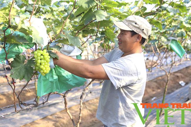 Anh nông dân thu gần nửa tỷ sau một năm nhờ trồng giống cây nho lạ hoắc - Ảnh 3.