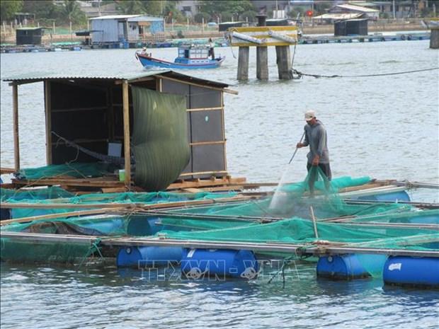 Ninh Thuan nang cao hieu qua kinh te tu nghe nuoi bien hinh anh 3