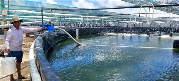 Ben Tre mo rong 500 ha nuoi tom bien ung dung cong nghe cao trong nam 2022 hinh anh 1
