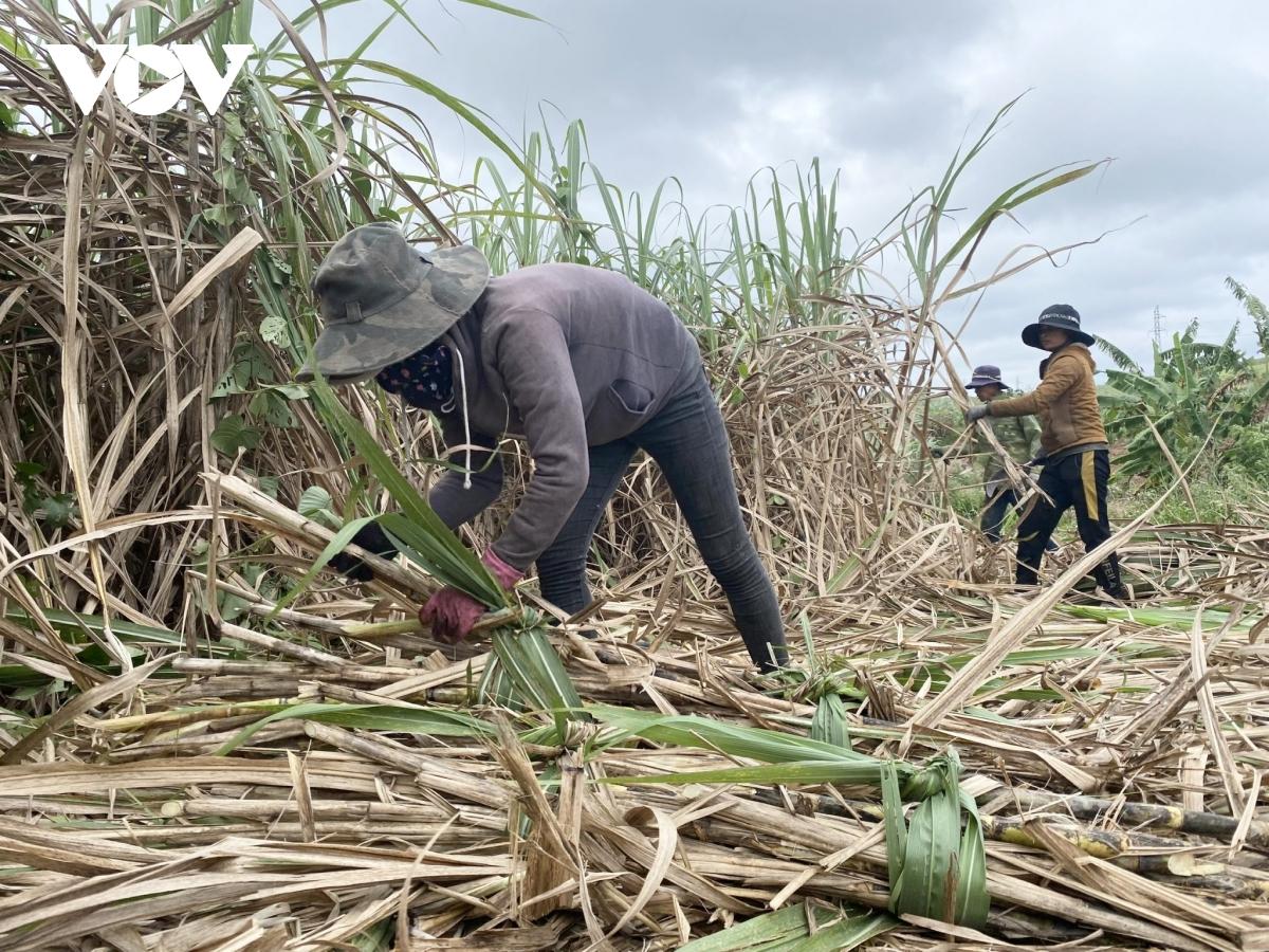 Vụ mía buồn ở Đắk Lắk - Ảnh 1.