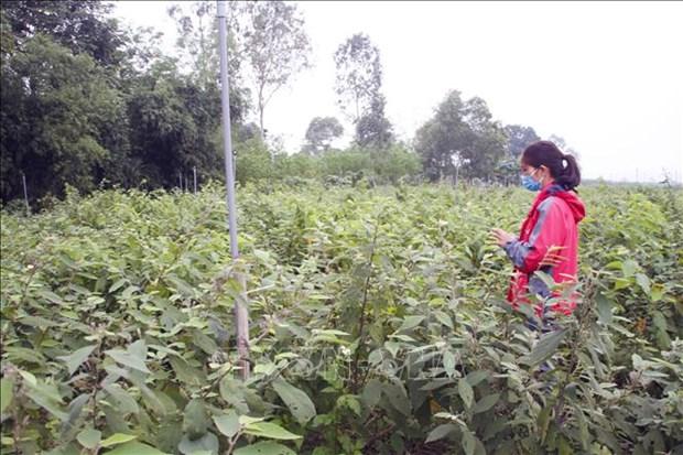 Quang Tri phat trien cay duoc lieu tiem nang hinh anh 1
