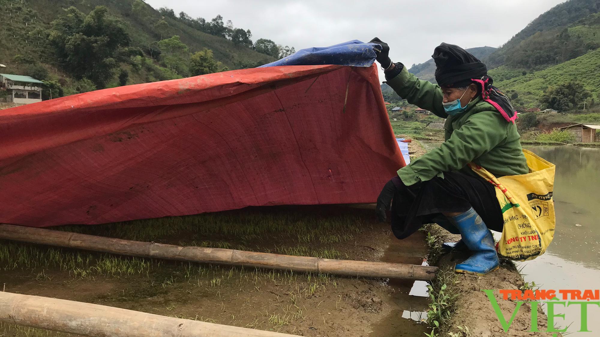 Nông thôn Tây Bắc: Rốt ráo bảo vệ cây trồng trước đợt rét khắc nghiệt - Ảnh 2.