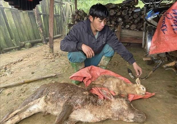 Son La khuyen cao nguoi dan tang cuong cham soc dan gia suc khi gia ret hinh anh 2