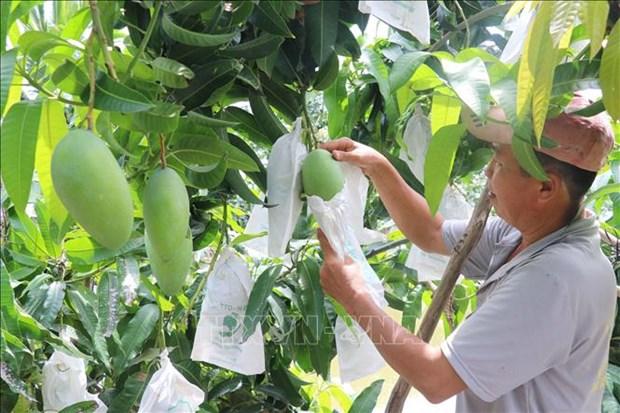 Dong Thap chuyen hon 10.000 ha dat lua kem hieu qua sang cay trong co gia tri cao hinh anh 1