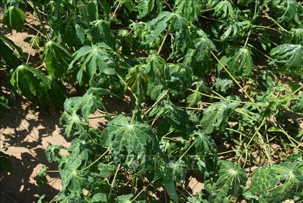 Nhân giống sạch bệnh và kiểm soát nguồn lây khảm lá sắn hình ảnh 1 Nhan giong sach benh va kiem soat nguon lay kham la san hinh anh 1