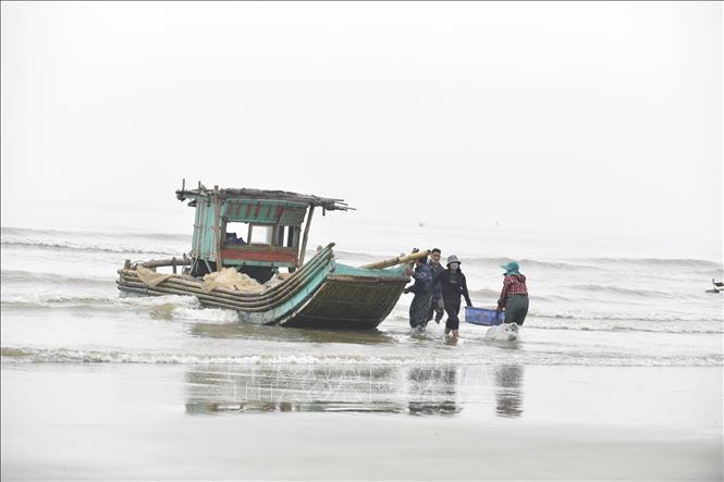 Thanh Hóa: Ngư dân thu nhập khá nhờ khai thác loài vật trong vắt từ biển - Ảnh 1.