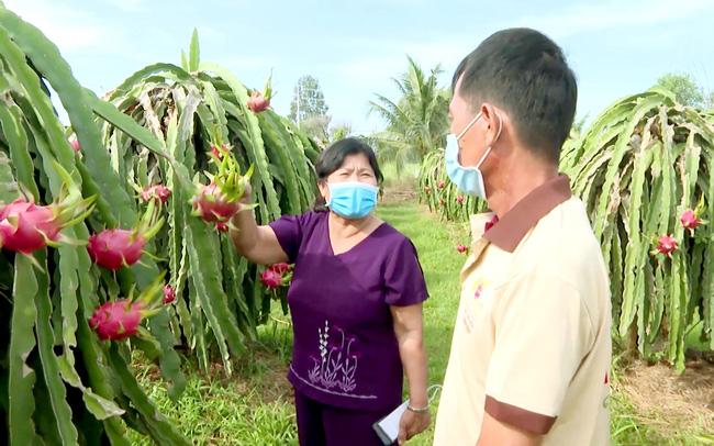 Miệt mài biến trái thanh long thành... mứt, rượu, tương - Ảnh 1.