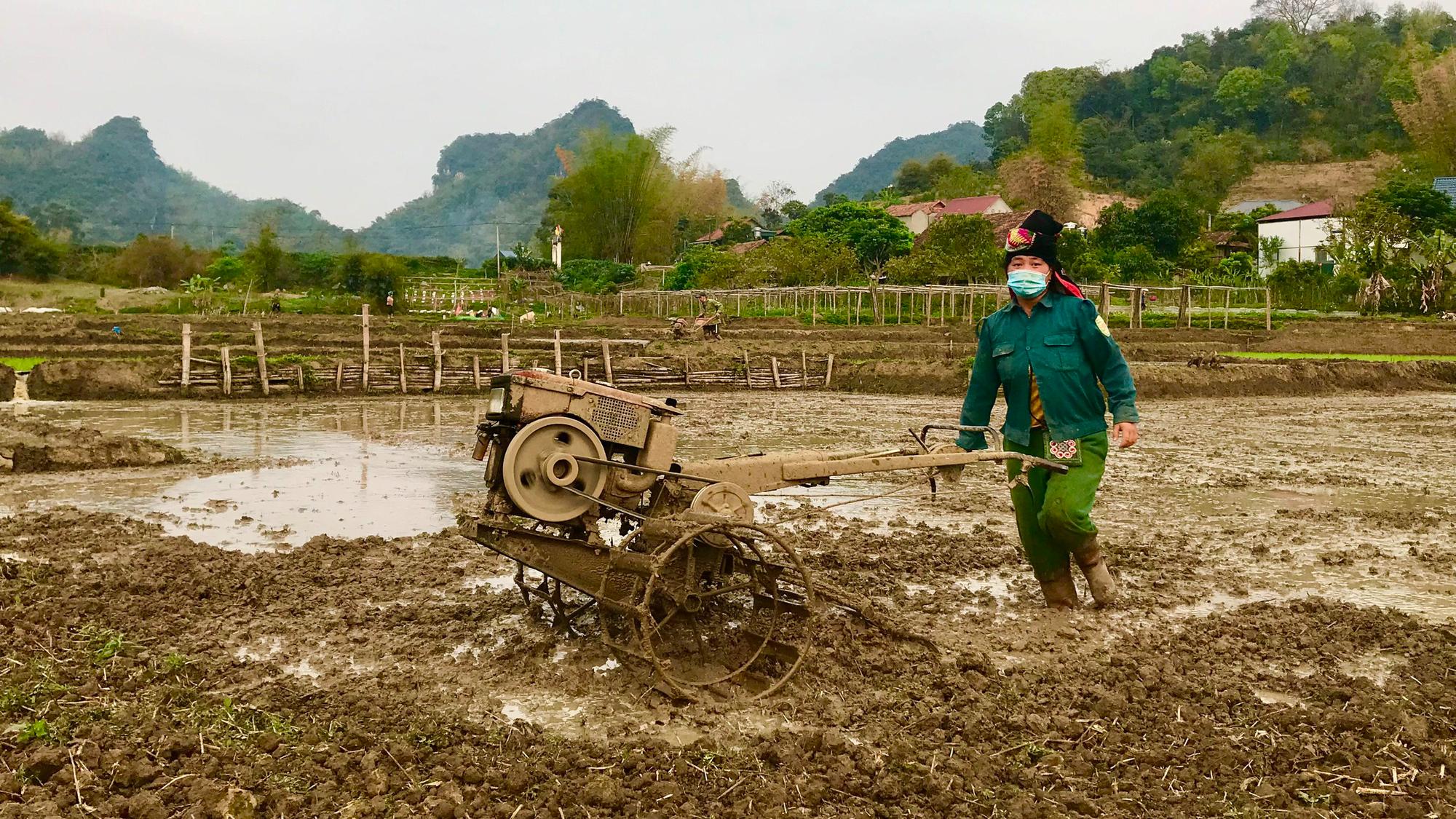 Nông thôn Tây Bắc: Khẩn trương gieo cấy lúa vụ xuân - Ảnh 2.