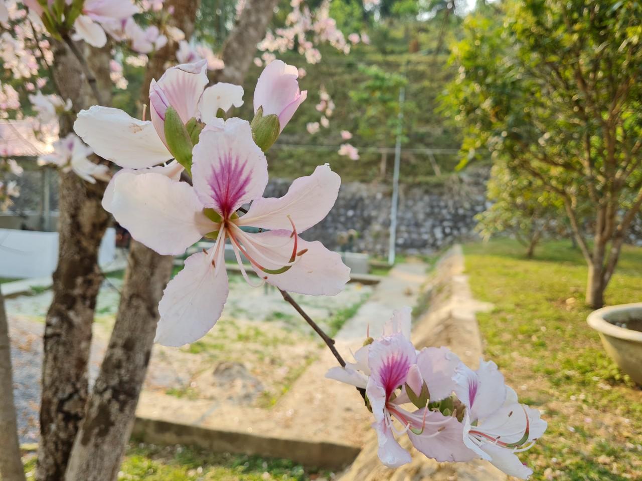 Điện Biên: Du khách Sài Gòn thích thú với đường bay thẳng, tham dự lễ hội Hoa ban - Ảnh 3.