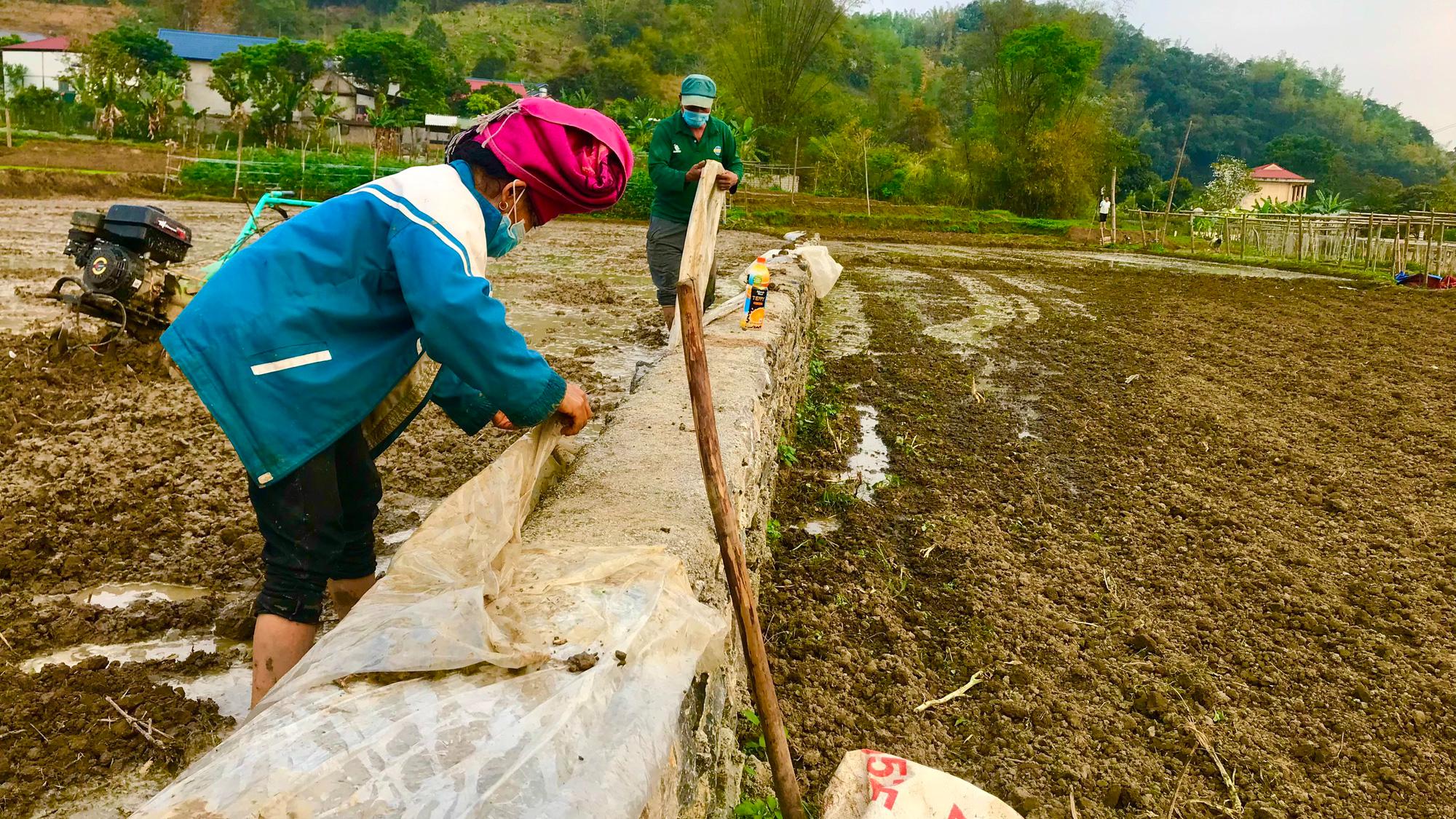 Nông thôn Tây Bắc: Khẩn trương gieo cấy lúa vụ xuân - Ảnh 3.