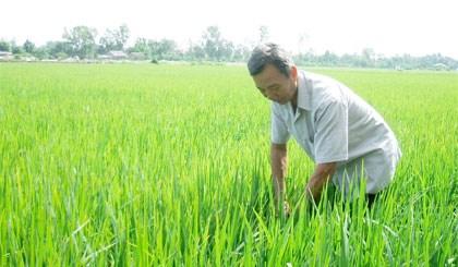 Ong Nguyen Van Duc dua khoa hoc cong nghe ve ruong dong Ap Bac, gianh nhung vu mua boi thu hinh anh 1