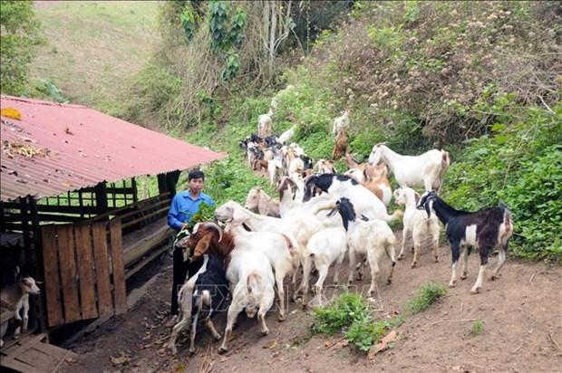 Anh Luong Van Phong thanh cong voi mo hinh nuoi de sinh san theo huong hang hoa o Chieng Khuong hinh anh 1