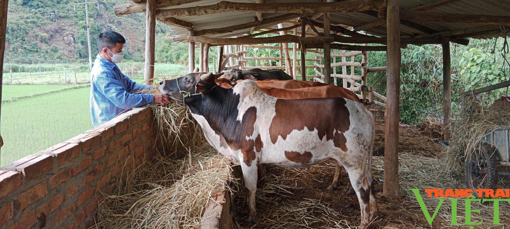 Anh nông dân đất Phù Hoa làm giàu nhờ chăn nuôi trâu bò - Ảnh 1.