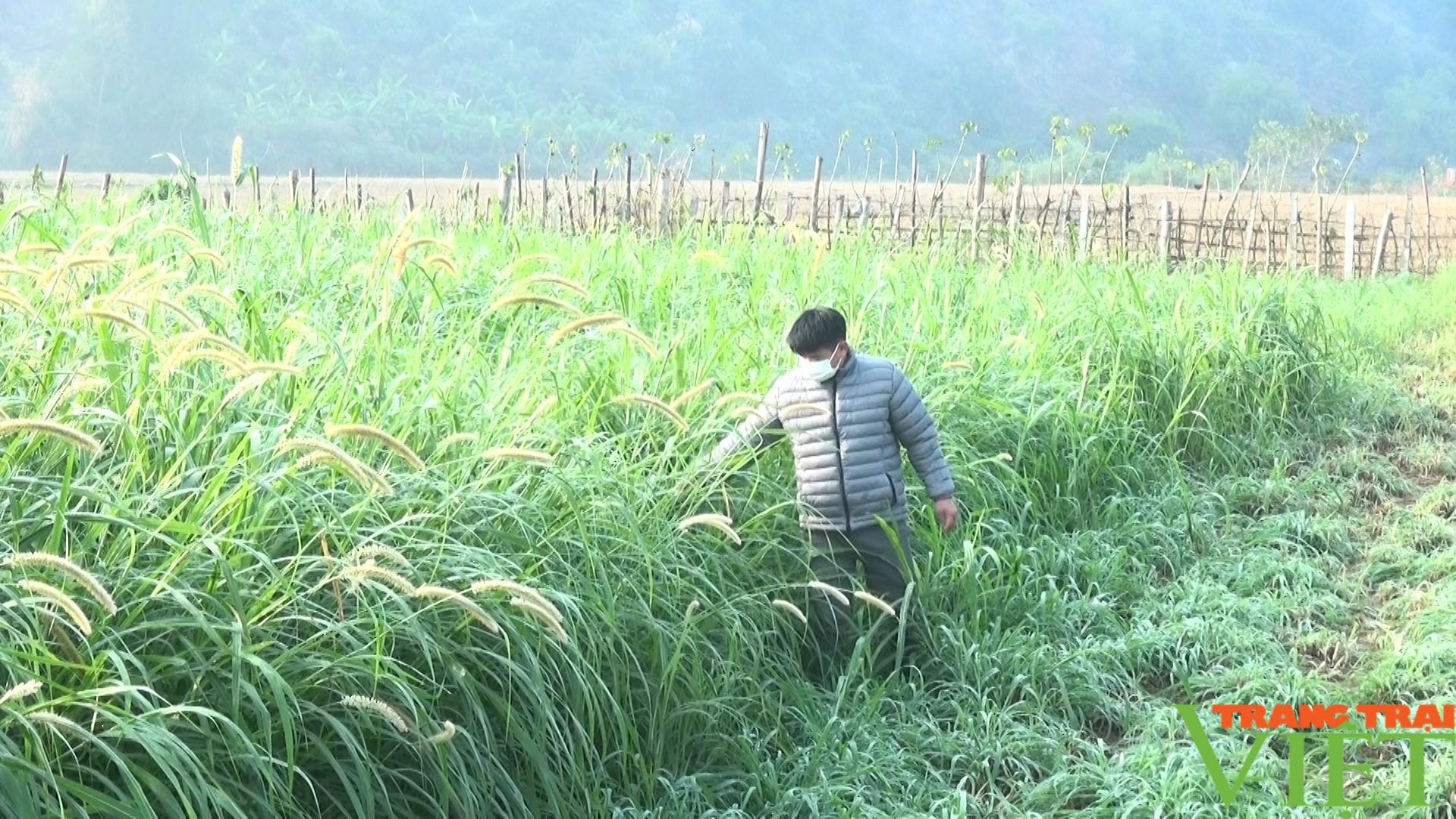 Anh nông dân đất Phù Hoa làm giàu nhờ chăn nuôi trâu bò - Ảnh 2.