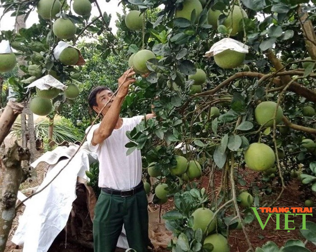 Hội Nông dân Hoà Bình: Tạo chỗ dựa vững chắc cho hội viên làm giàu - Ảnh 5.