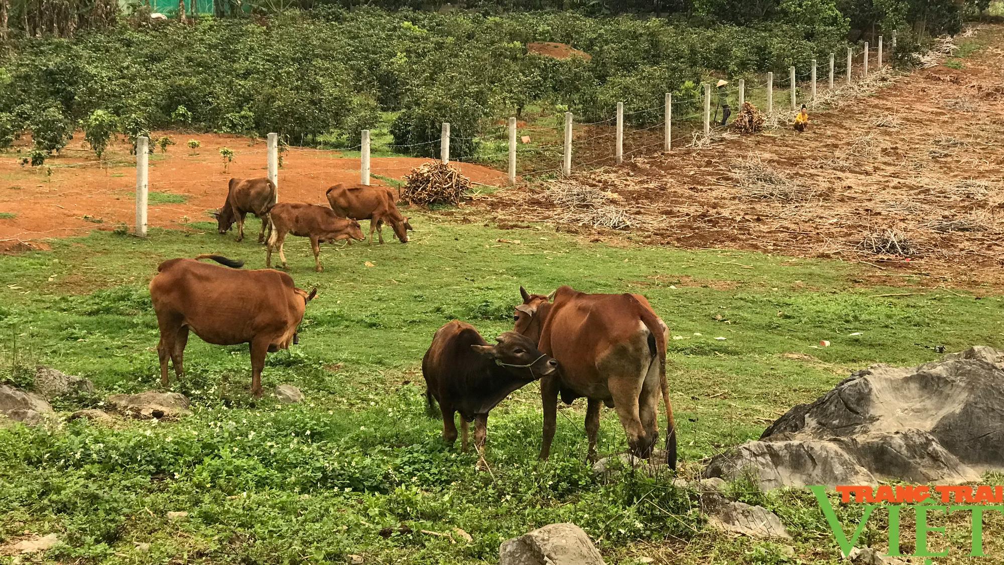 Nông thôn Tây Bắc: Phát triển chăn nuôi hướng tới sinh kế bền vững ở vùng cao - Ảnh 1.