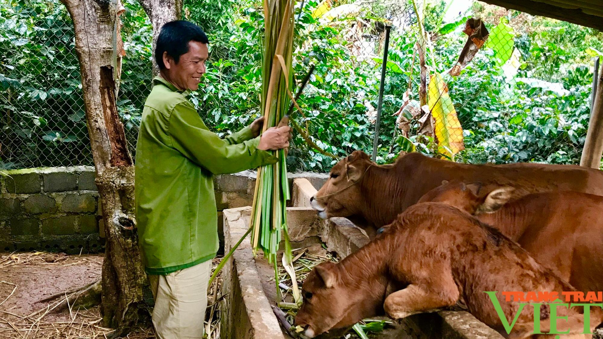 Nông thôn Tây Bắc: Phát triển chăn nuôi hướng tới sinh kế bền vững ở vùng cao - Ảnh 2.