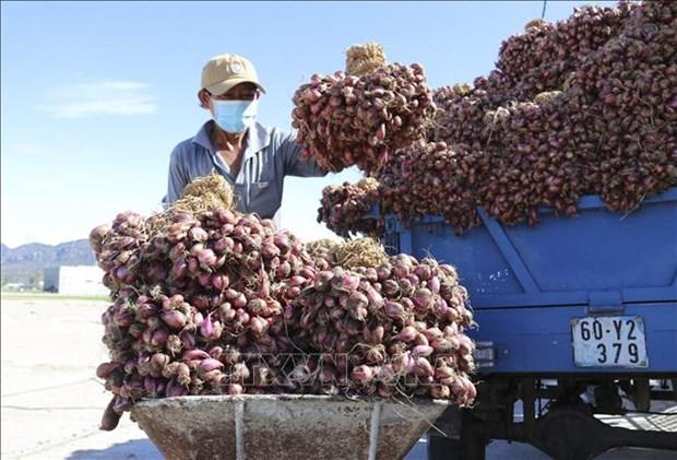 Nong dan Ninh Thuan phan khoi khi hanh tim duoc gia cao hinh anh 1