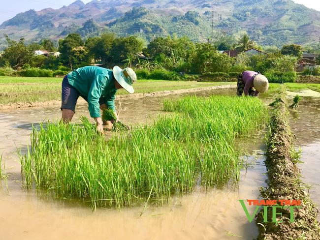 Mường La tập trung phát triển kinh tế - Ảnh 1.