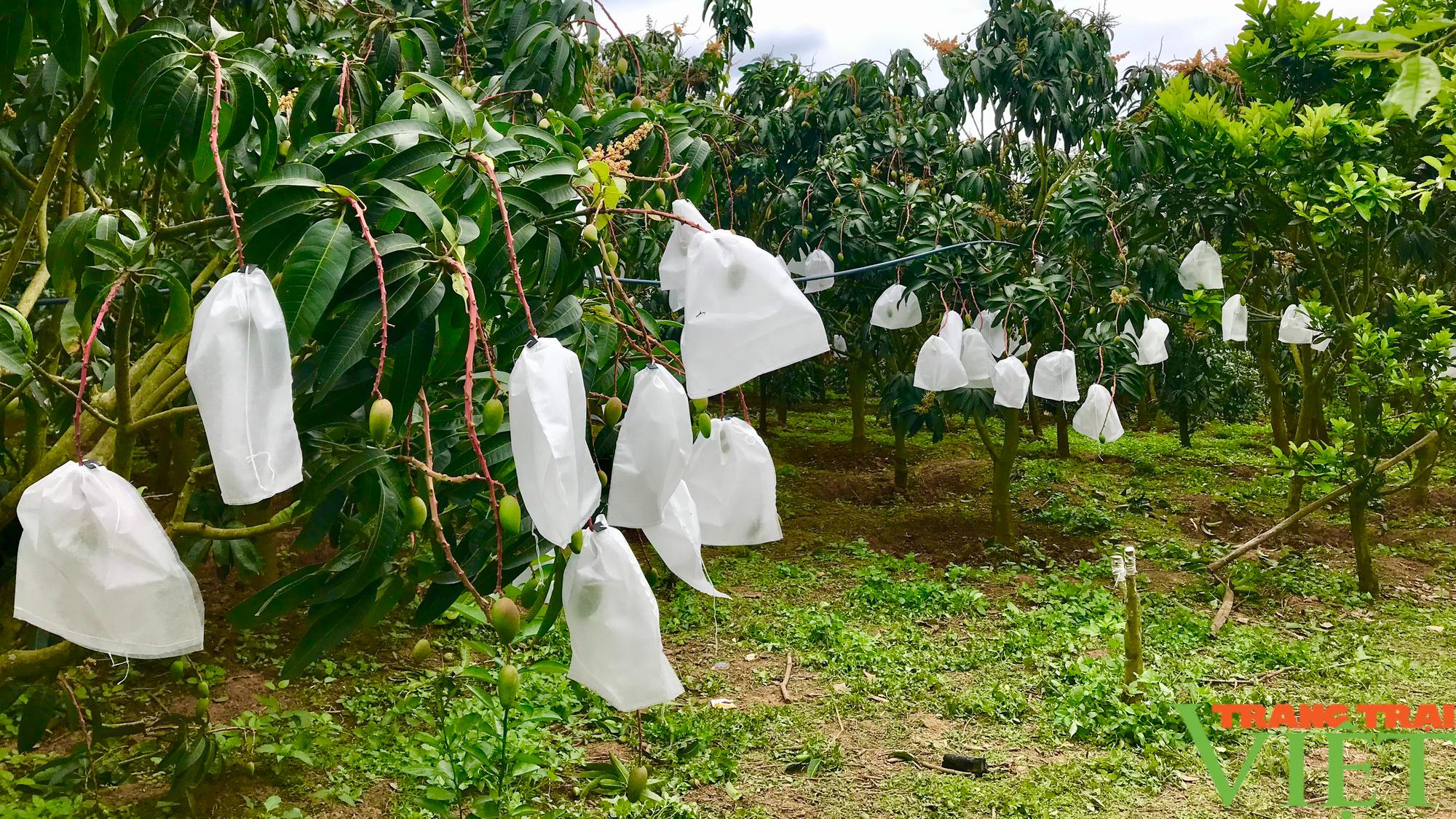 Nông thôn Tây Bắc: Bao trái cho cây ăn quả trước khi thu hoạch - Ảnh 2.