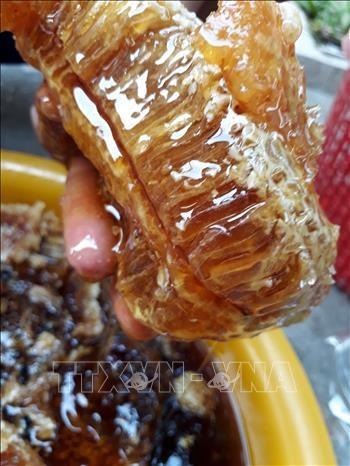 Dam da mat ong rung U Minh Thuong hinh anh 2