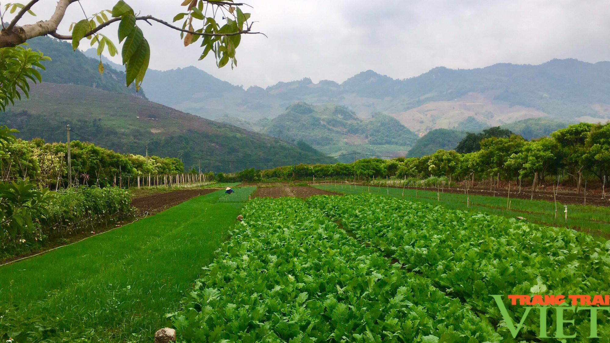 Nông thôn Tây Bắc: Rau màu thành cây kinh tế chủ lực - Ảnh 4.