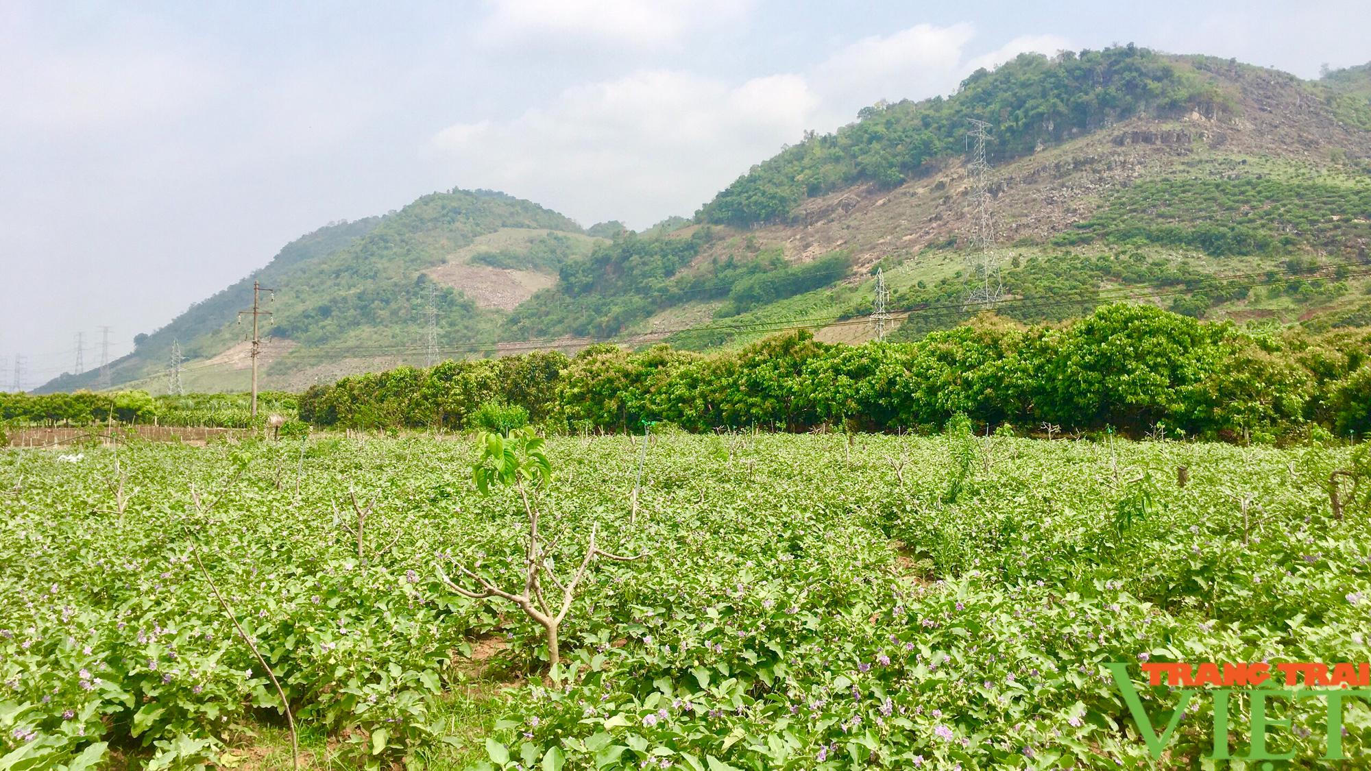 Nông thôn Tây Bắc: Rau màu thành cây kinh tế chủ lực - Ảnh 1.