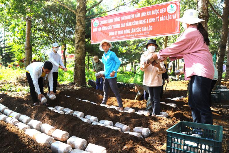 Sinh viên Khoa Trồng trọt và Quản lý đất đai Trường Cao đẳng Công nghệ và Kinh tế Bảo Lộc tham gia trồng thử nghiệm nấm linh chi dưới tán cây trong khuôn viên nhà trường.