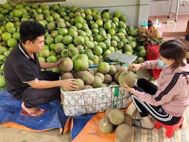 Rep tan cong khien vung buoi lon nhat Ba Ria-Vung Tau thiet hai nang hinh anh 3