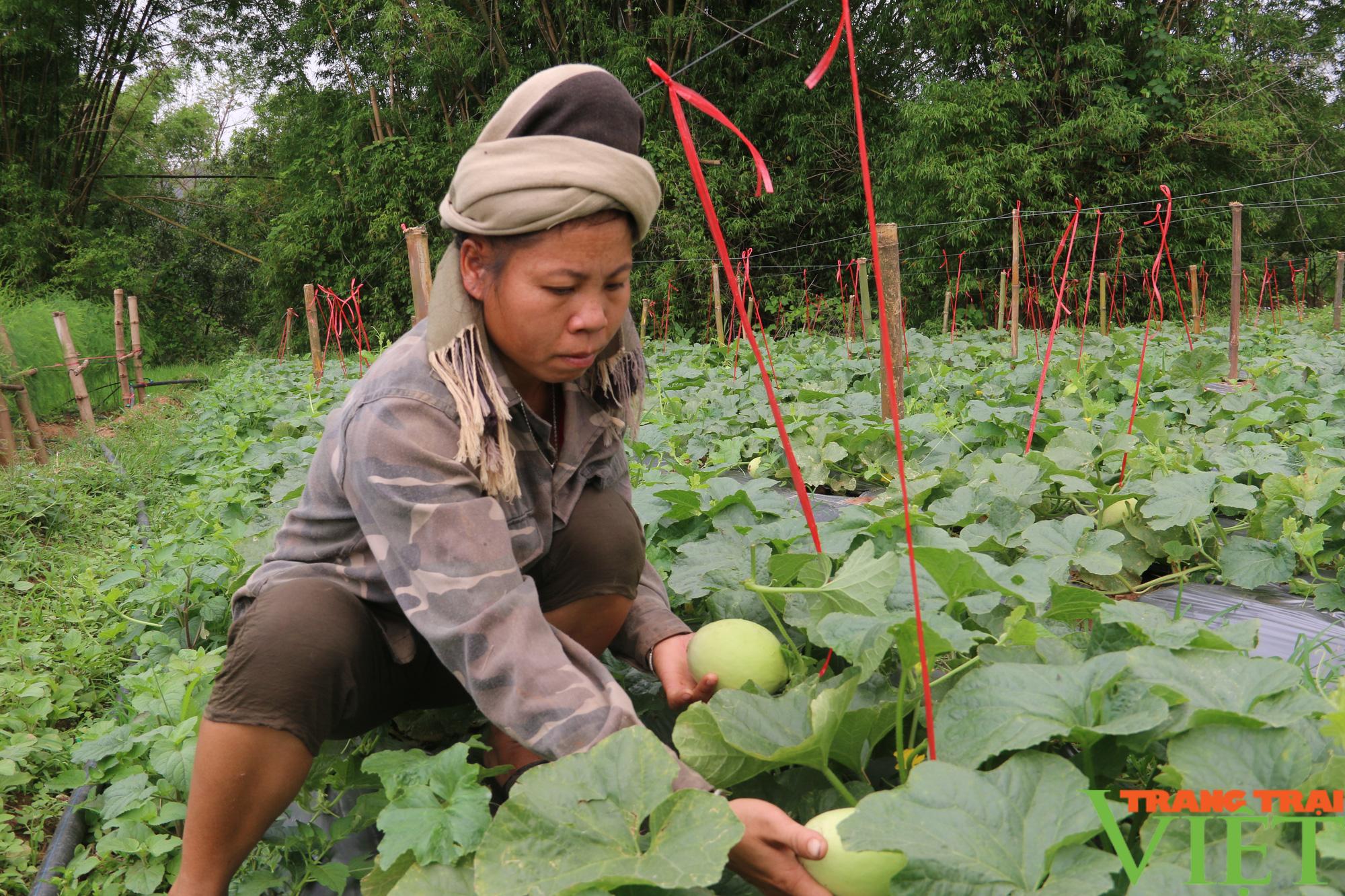 Hội Nông dân Yên Châu, giúp hội viên chăn nuôi và phát triển sản xuất  - Ảnh 3.