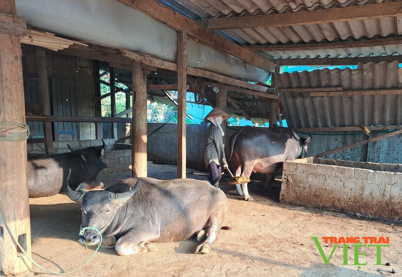 Làm nghề “lái trâu”, một ông nông dân ở Lai Châu giàu lên trông thấy - Ảnh 1.