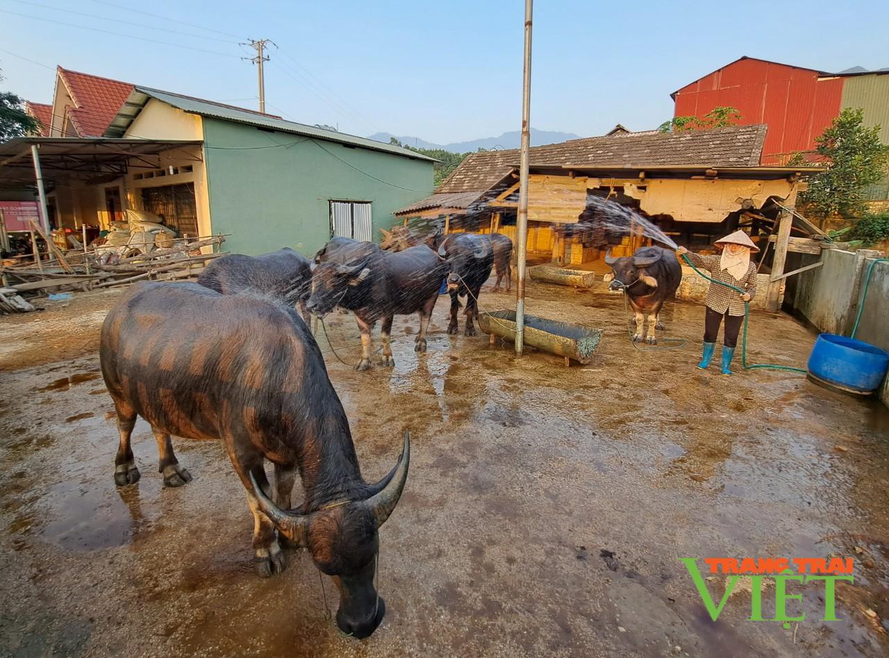 Làm nghề “lái trâu”, một ông nông dân ở Lai Châu giàu lên trông thấy - Ảnh 3.