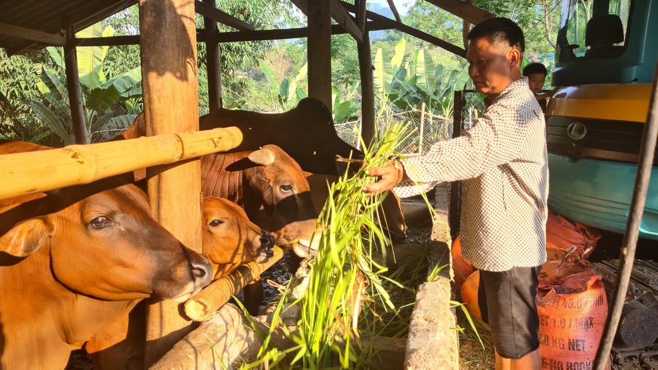 Sơn La: Nông dân nuôi bò gầy thành béo, thu trăm triệu mỗi năm  - Ảnh 1.