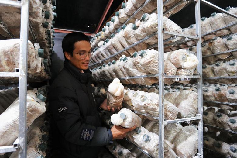 Anh Nguyễn Minh Thuận đã bước đầu thành công nuôi nấm hầu thủ cho thu nhập ổn định hơn các loại nấm thông dụng khác