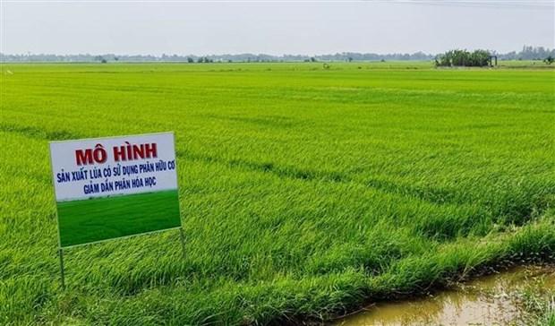 Bac Lieu nhan rong san xuat nong nghiep theo huong huu co hinh anh 2