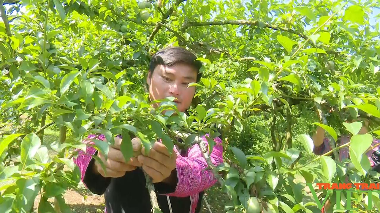 Mận hữu cơ trên cao nguyên Mộc Châu - Ảnh 2.