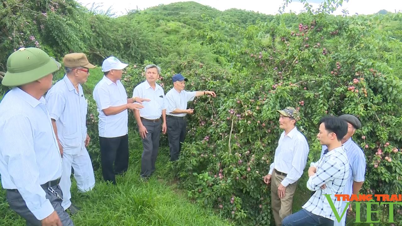 Mận hữu cơ trên cao nguyên Mộc Châu - Ảnh 5.