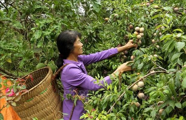 Lao Cai khai thac loi the phat trien nong nghiep hang hoa hinh anh 2